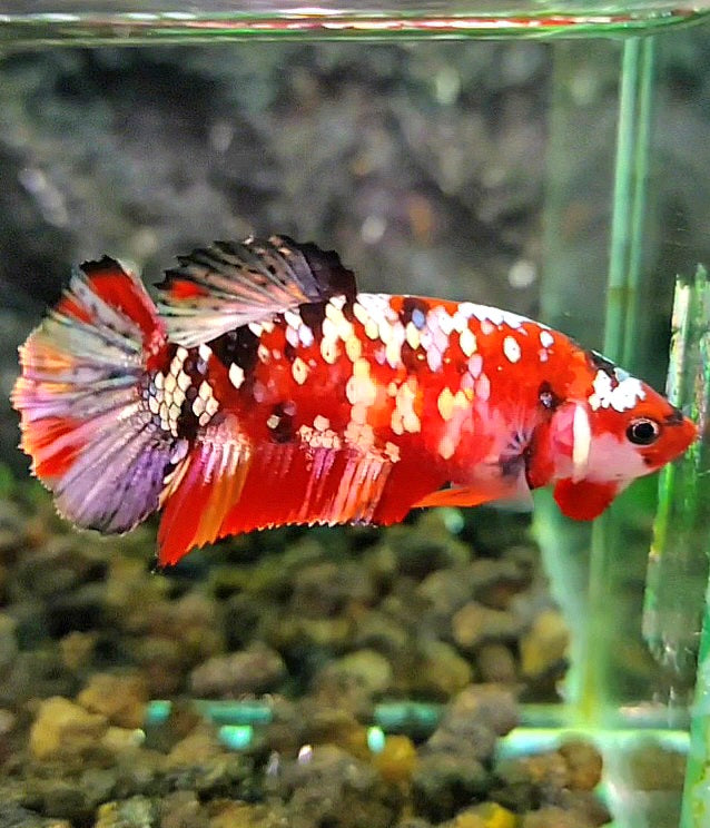 FEMALE PLAKAT ORANGE COPPER SUPER GALAXY MULTICOLOR BETTA FISH