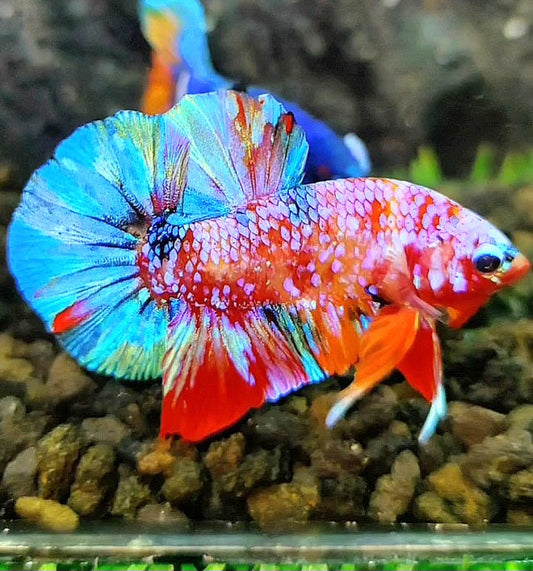 PLAKAT GALAXY PINK MULTICOLOR BETTA FISH
