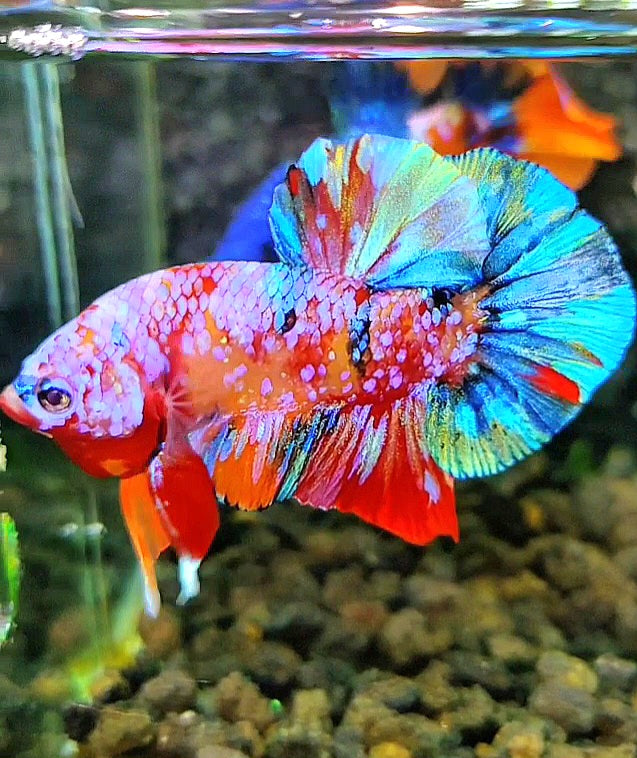 PLAKAT GALAXY PINK MULTICOLOR BETTA FISH
