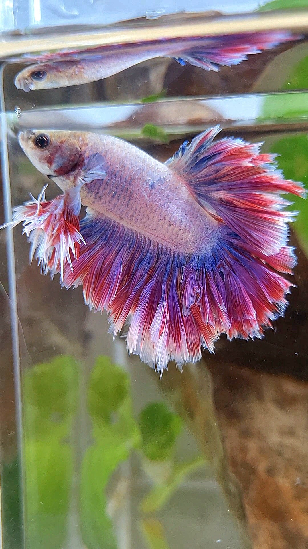 KING FEATHER TAIL HALFMOON PURPLE MASCOT BETTA FISH