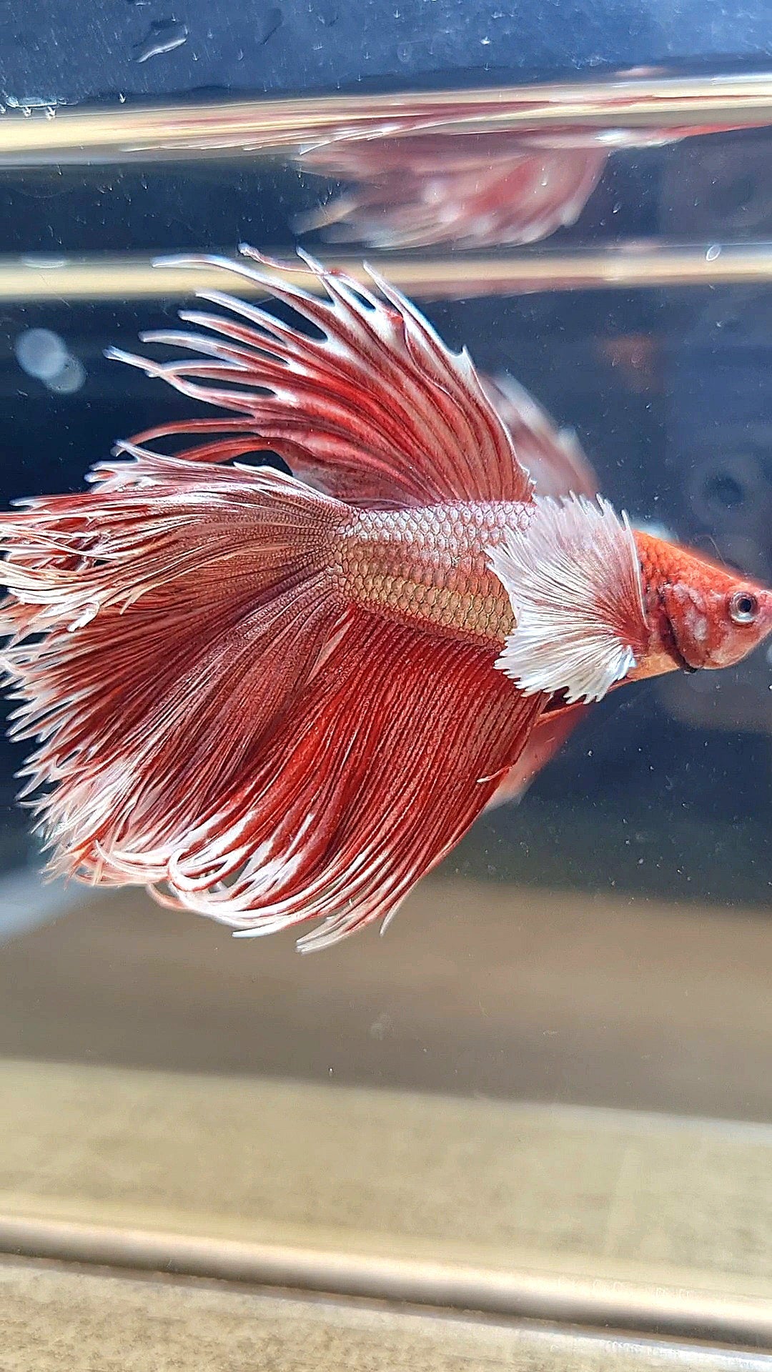 HALFMOON DOUBLE TAIL DUMBO EAR CROWNTAIL ROSEGOLD BETTA FISH