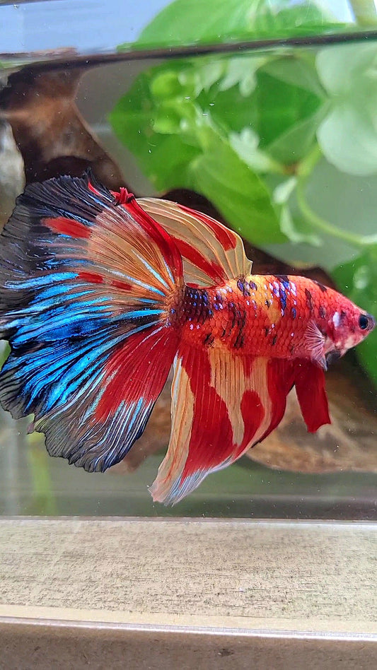 GIANT HALFMOON ROSETAIL TOTAL 8CM+ SUPER MULTICOLOR BETTA FISH