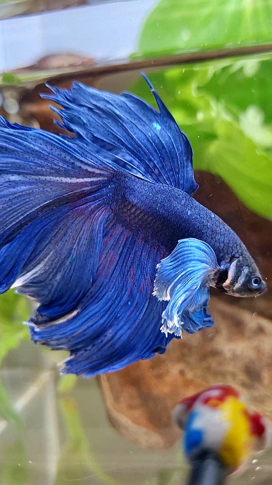 HALFMOON DUMBO COLORED EAR ROSETAIL SUPER BLUE BETTA FISH