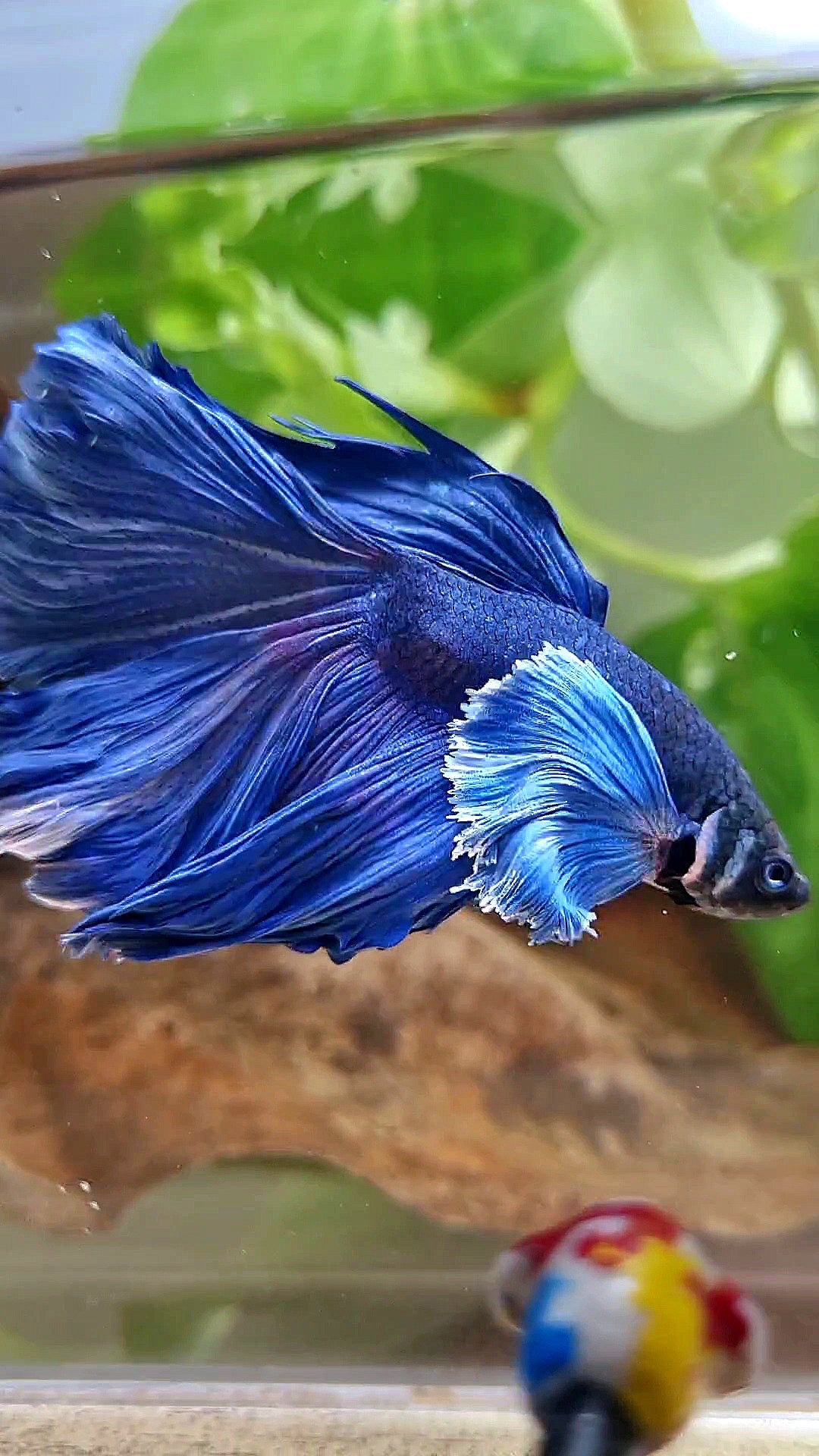 HALFMOON DUMBO COLORED EAR ROSETAIL SUPER BLUE BETTA FISH