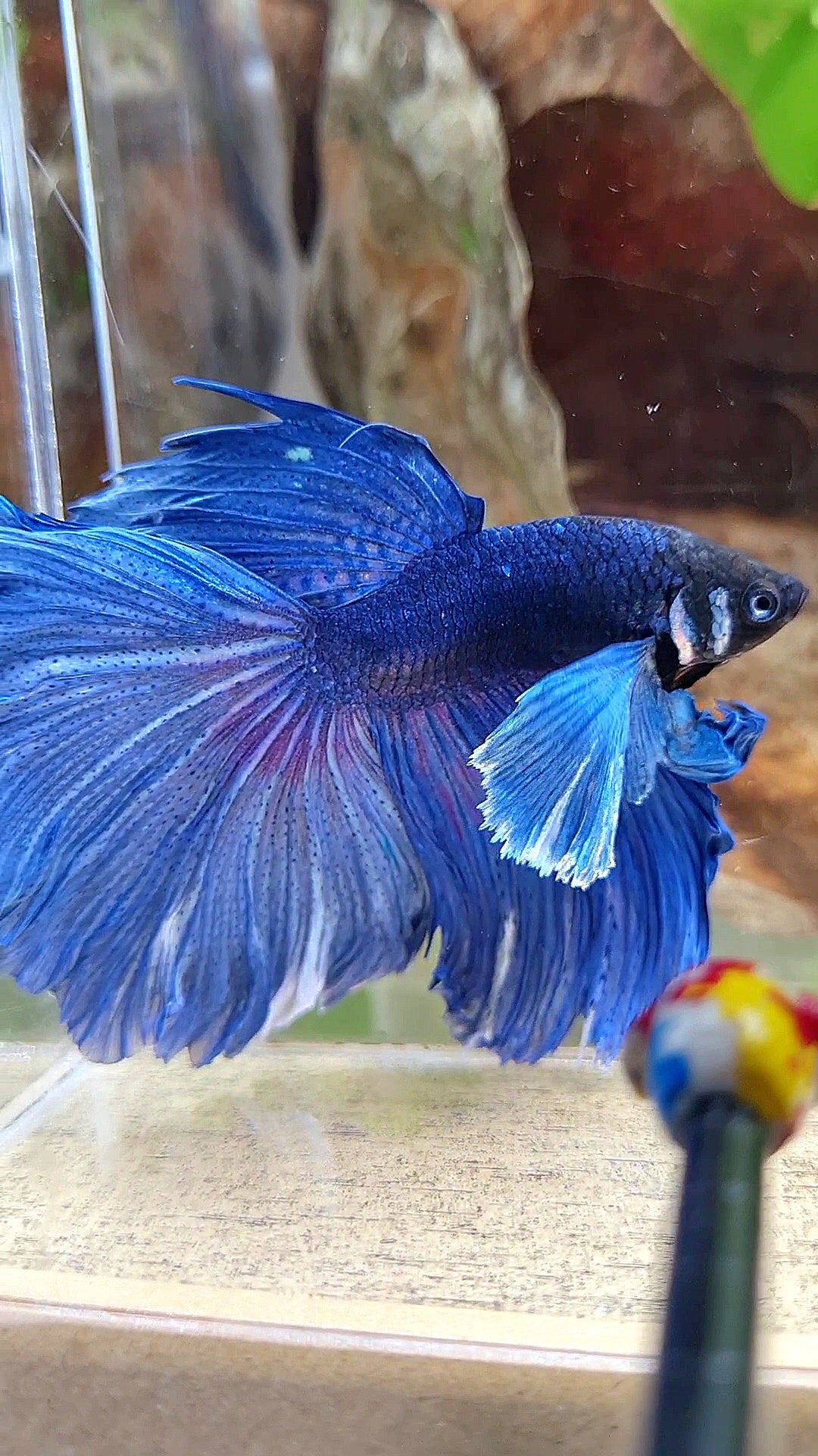 HALFMOON DUMBO COLORED EAR ROSETAIL SUPER BLUE BETTA FISH
