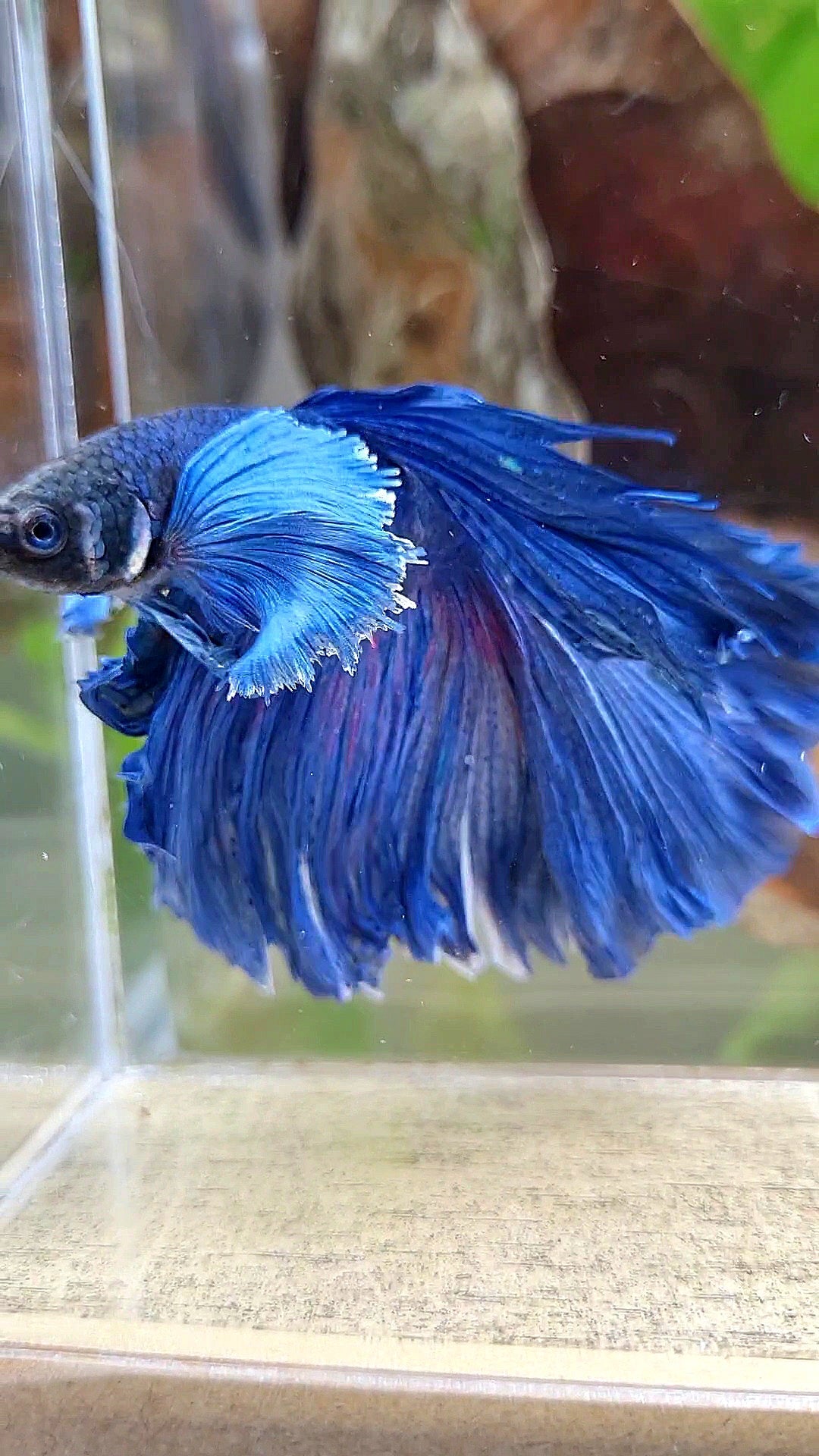HALFMOON DUMBO COLORED EAR ROSETAIL SUPER BLUE BETTA FISH