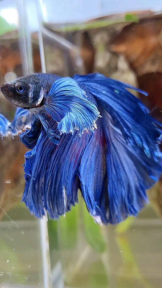 HALFMOON DUMBO COLORED EAR ROSETAIL SUPER BLUE BETTA FISH