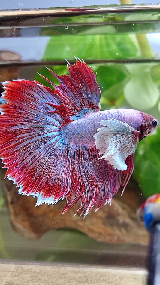 HALFMOON SUPER DUMBO EAR RED MAGENTA BETTA FISH