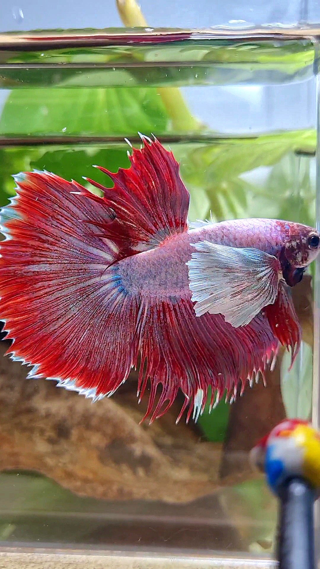 HALFMOON SUPER DUMBO EAR RED MAGENTA BETTA FISH