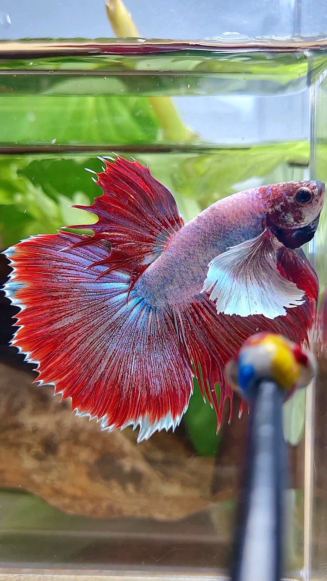 HALFMOON SUPER DUMBO EAR RED MAGENTA BETTA FISH
