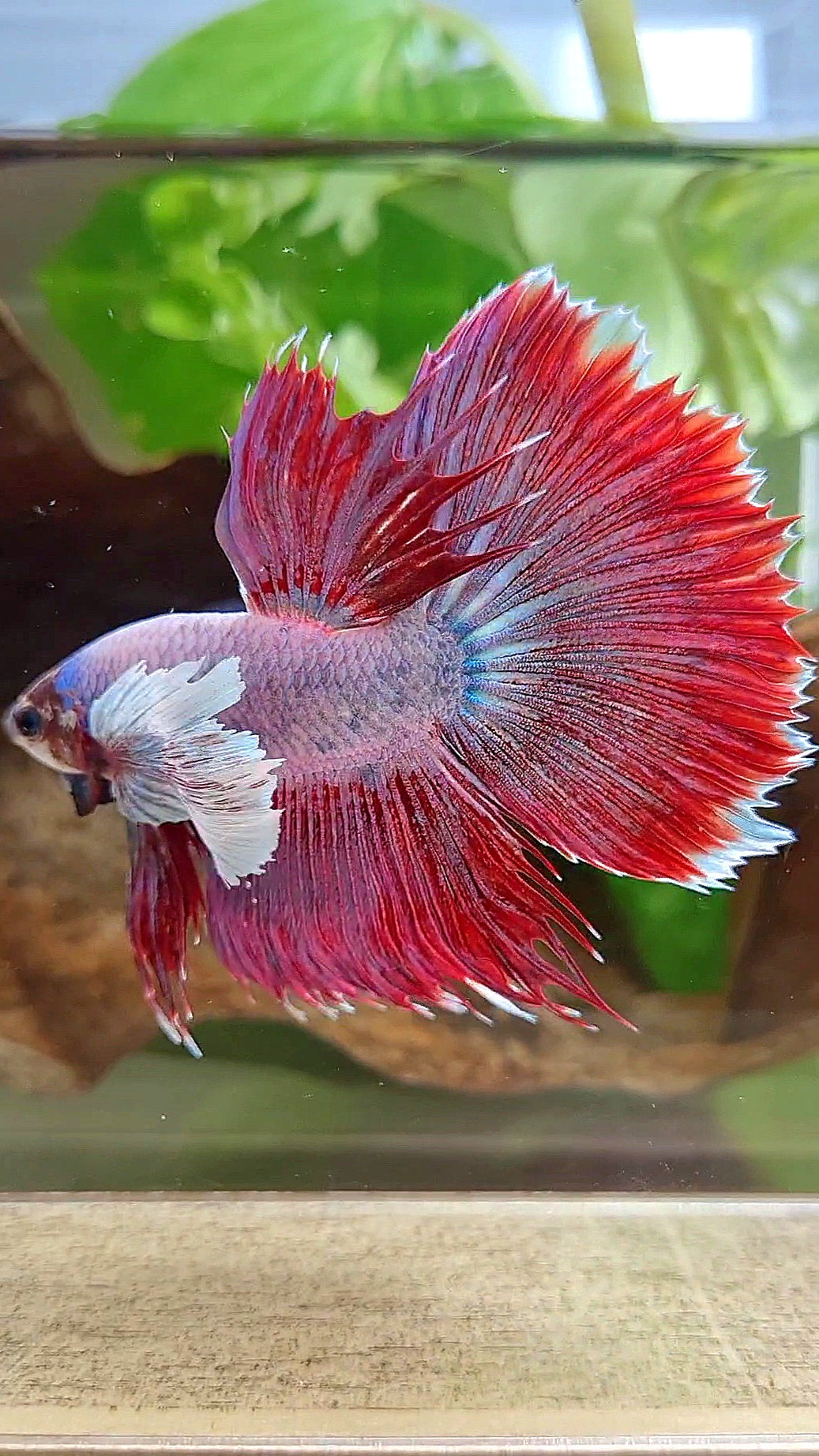 HALFMOON SUPER DUMBO EAR RED MAGENTA BETTA FISH