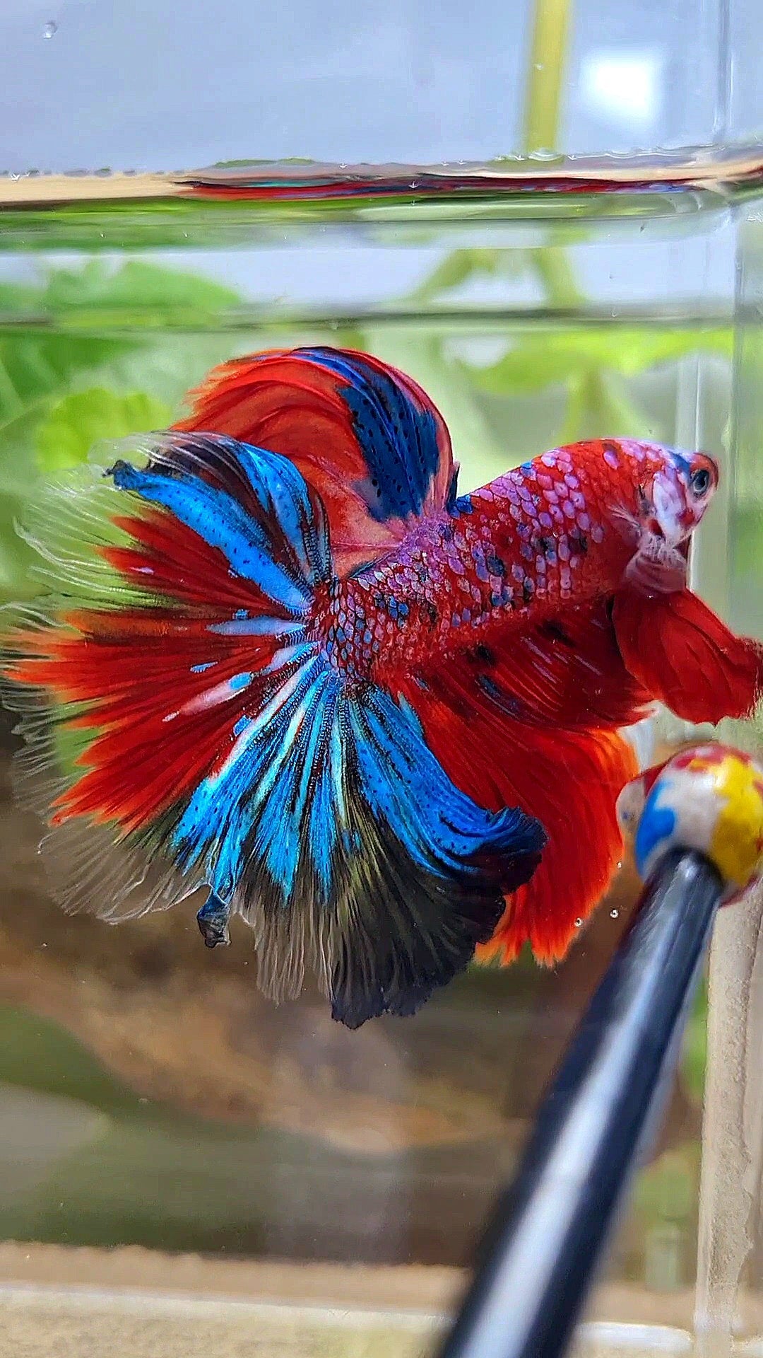 HALFMOON ROSETAIL CRESCENT TAIL RED GALAXY MULTICOLOR BETTA FISH