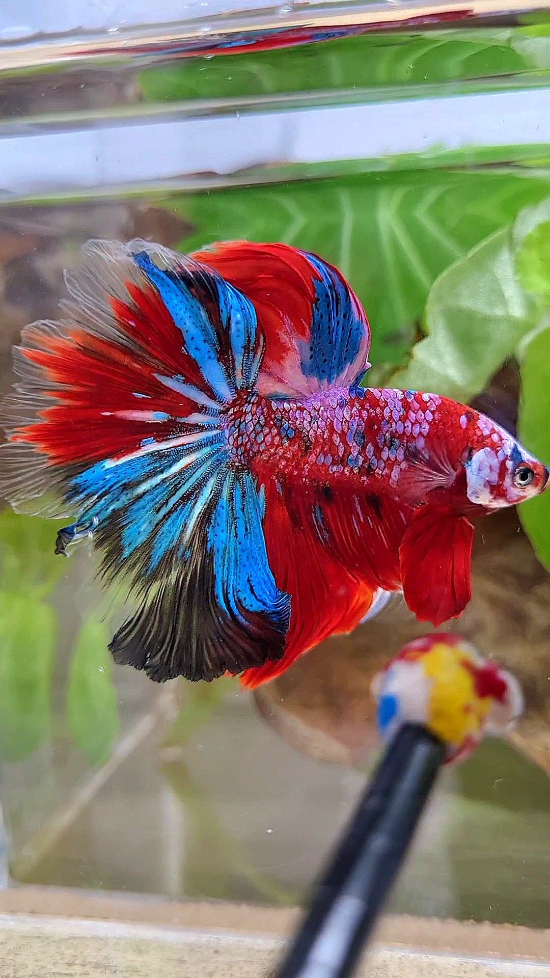 HALFMOON ROSETAIL CRESCENT TAIL RED GALAXY MULTICOLOR BETTA FISH