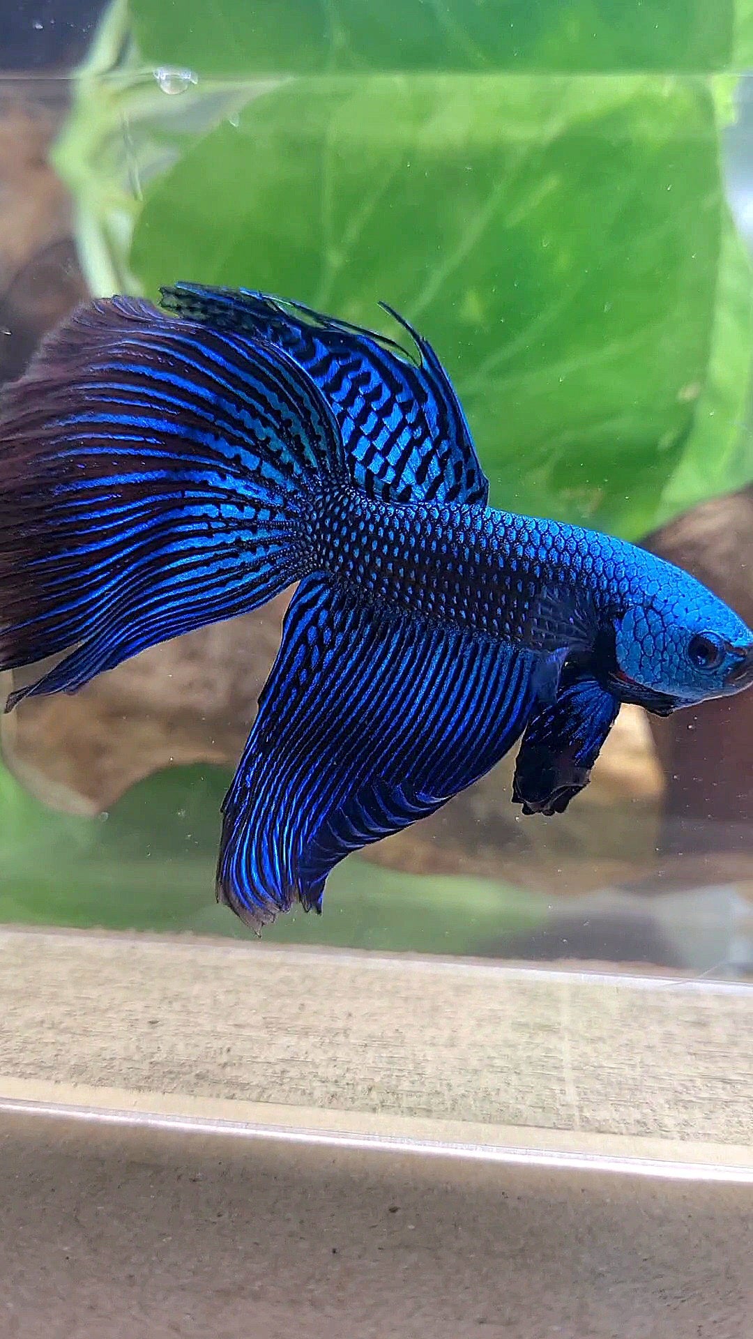 VEILTAIL DELTA ALIEN BLUE HYBRID WILD BETTA FISH