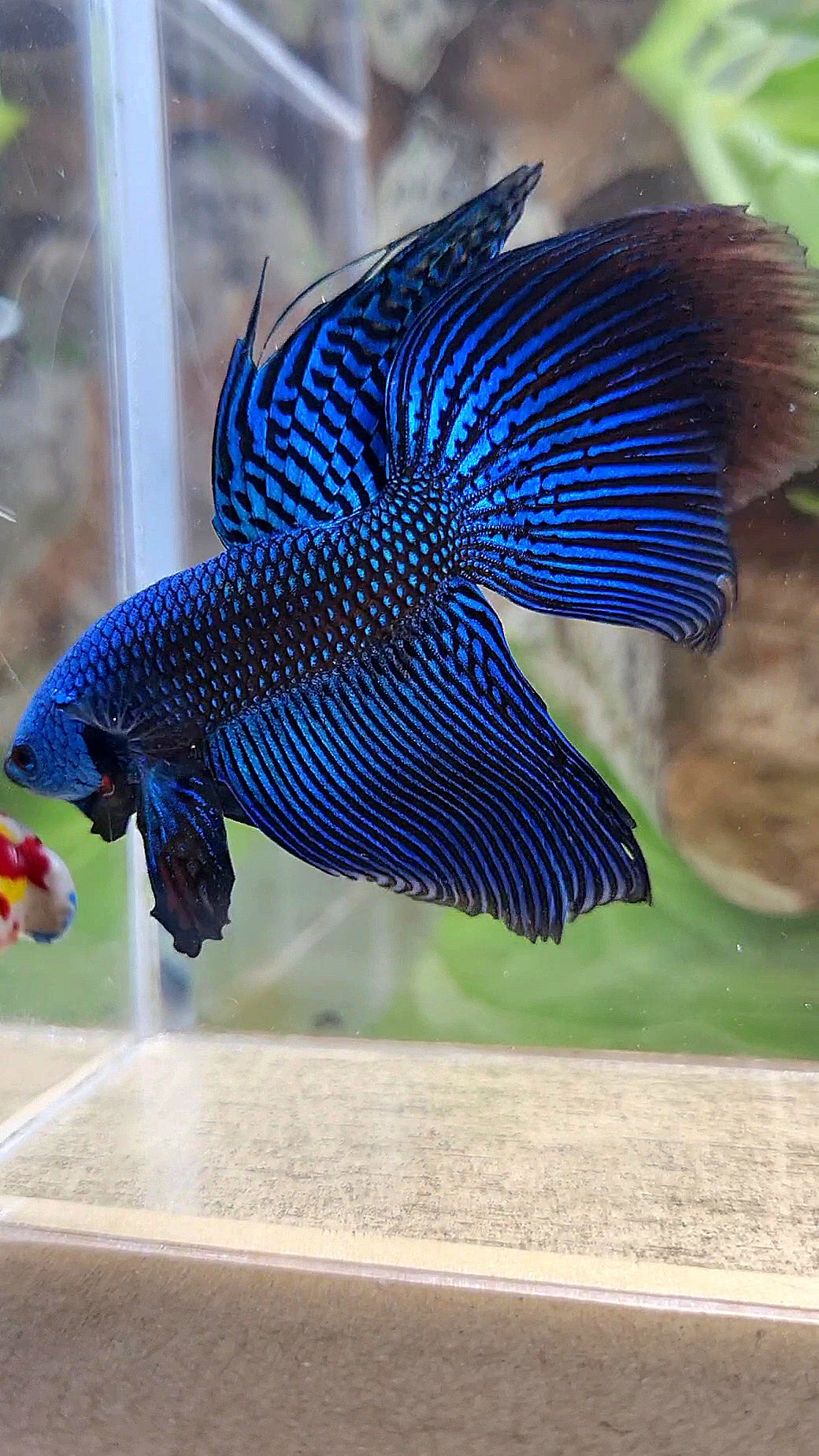 VEILTAIL DELTA ALIEN BLUE HYBRID WILD BETTA FISH