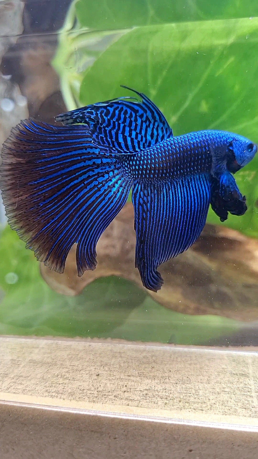 VEILTAIL DELTA ALIEN BLUE HYBRID WILD BETTA FISH