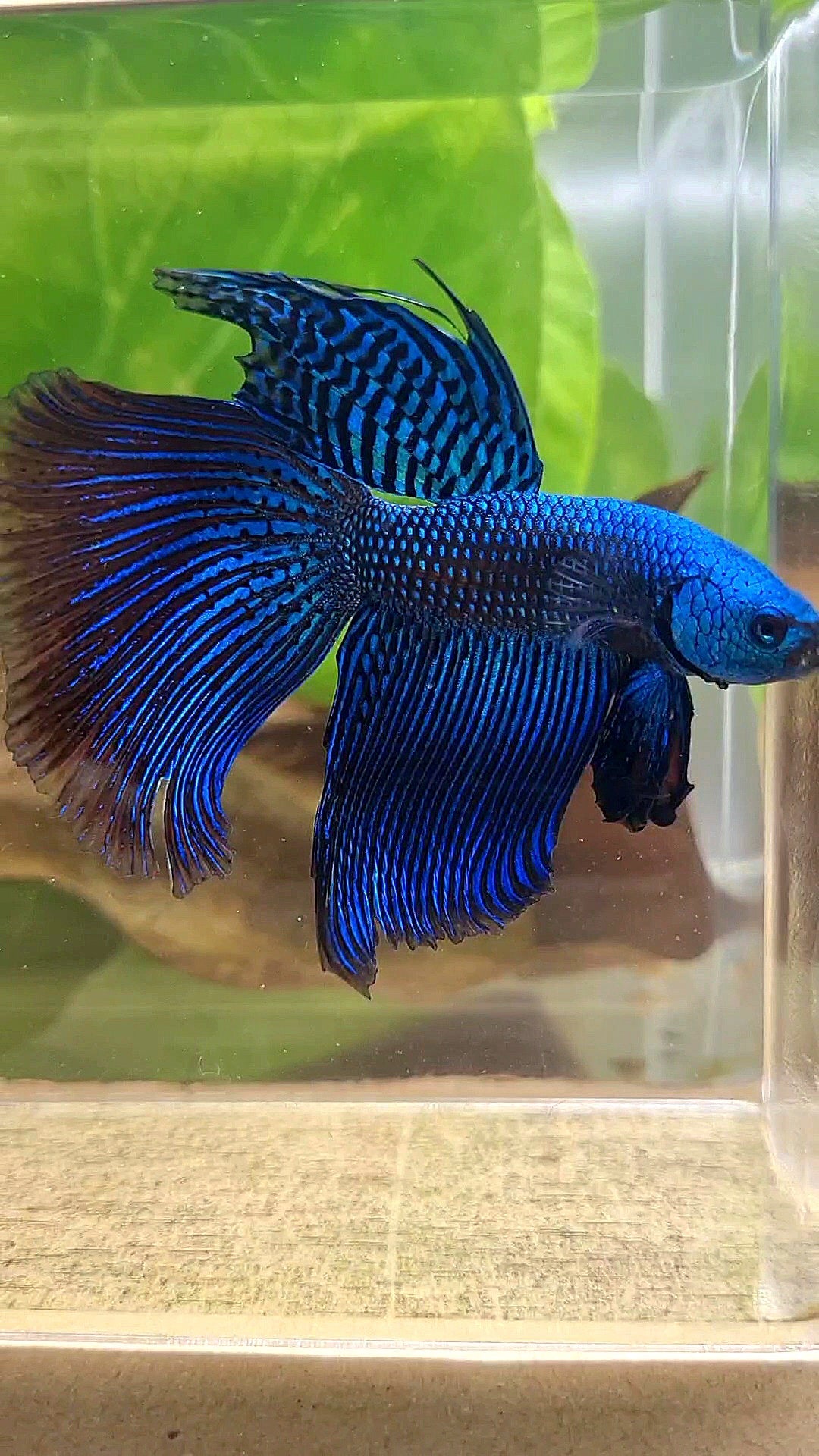 VEILTAIL DELTA ALIEN BLUE HYBRID WILD BETTA FISH