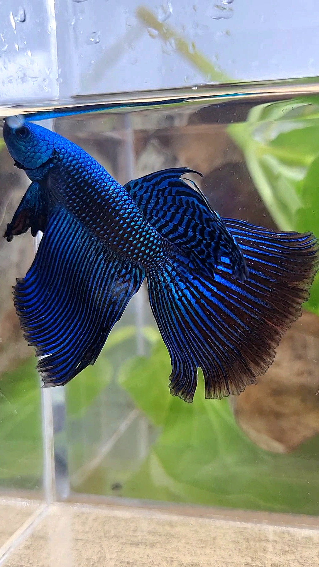 VEILTAIL DELTA ALIEN BLUE HYBRID WILD BETTA FISH