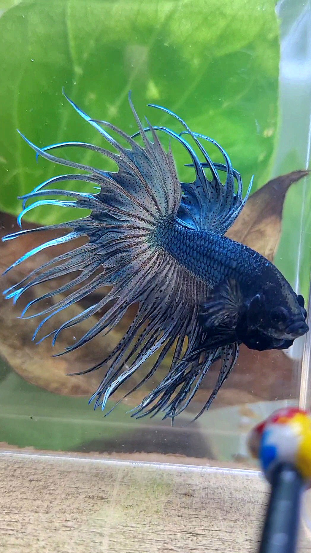 KING CROWNTAIL SUPER COPPER BETTA FISH