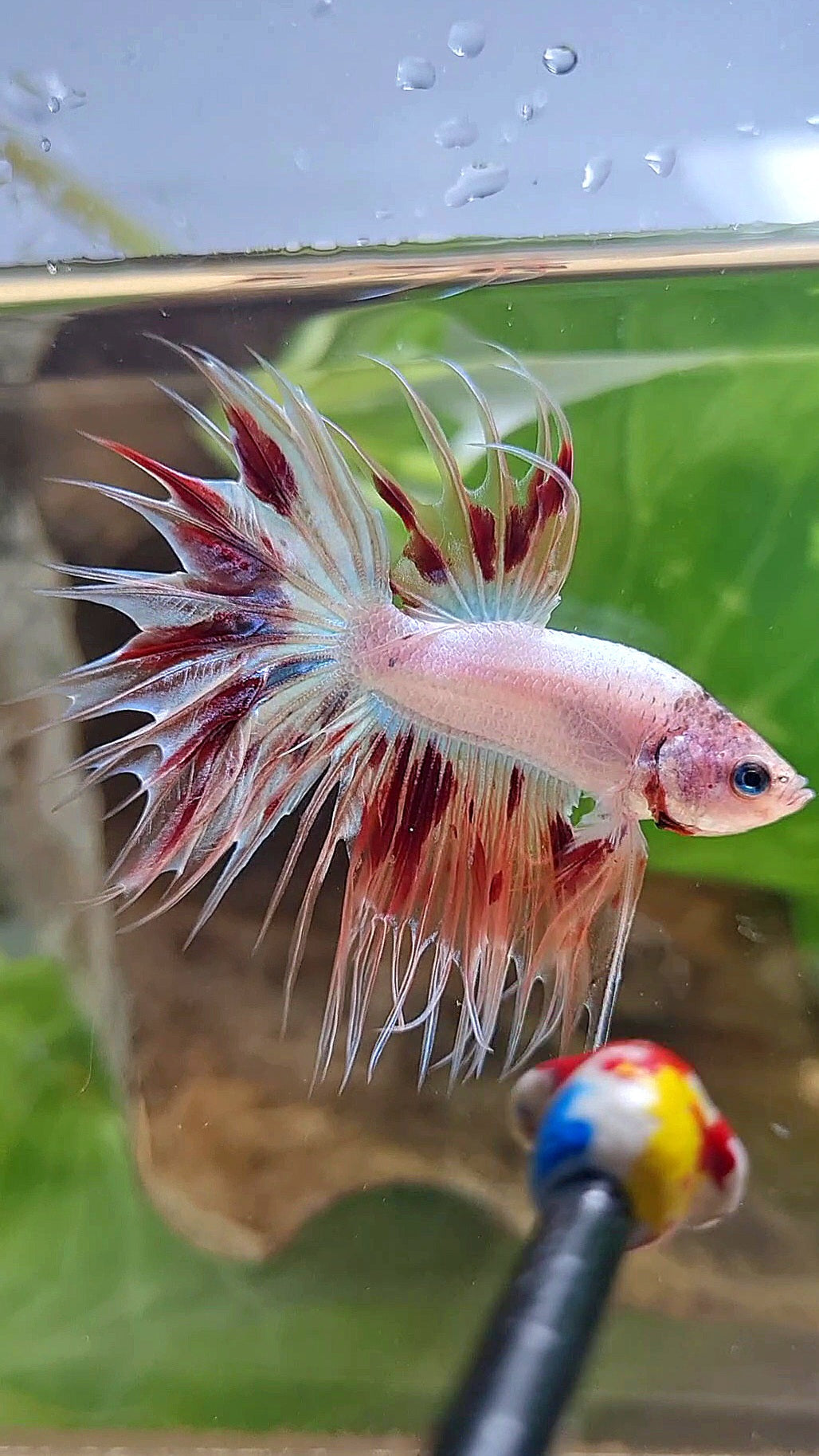 CROWNTAIL ARMAGEDDON BETTA FISH