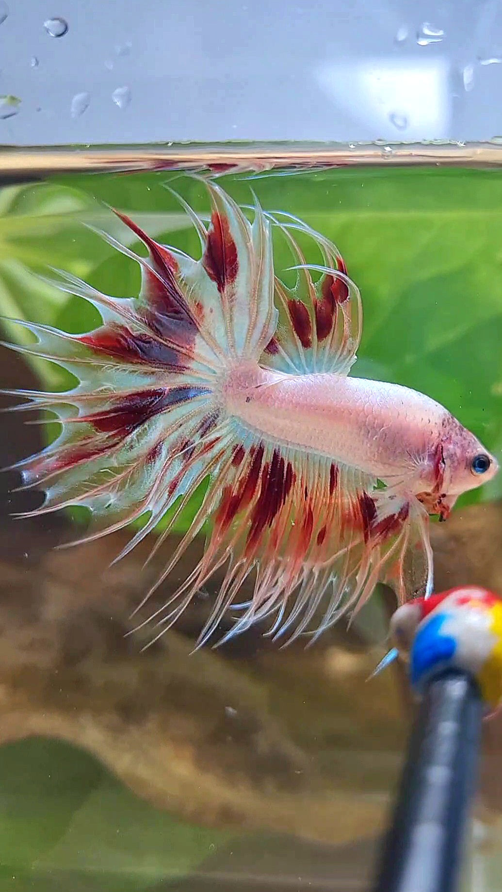 CROWNTAIL ARMAGEDDON BETTA FISH