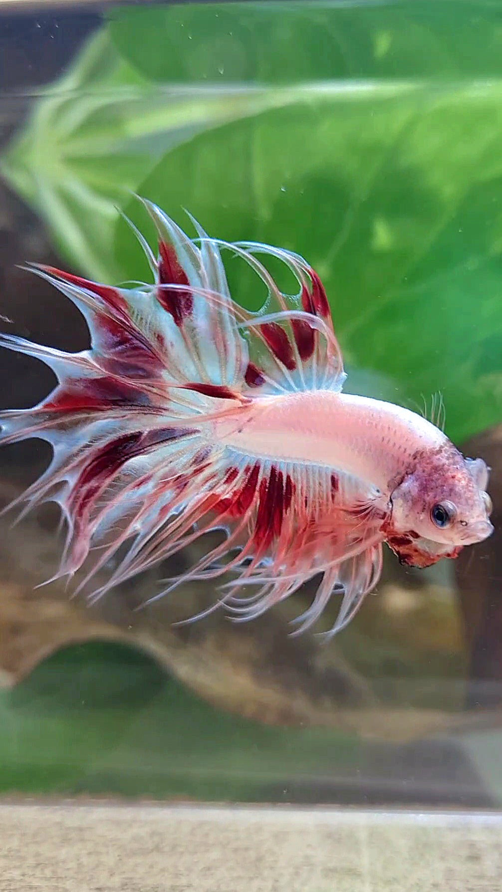 CROWNTAIL ARMAGEDDON BETTA FISH