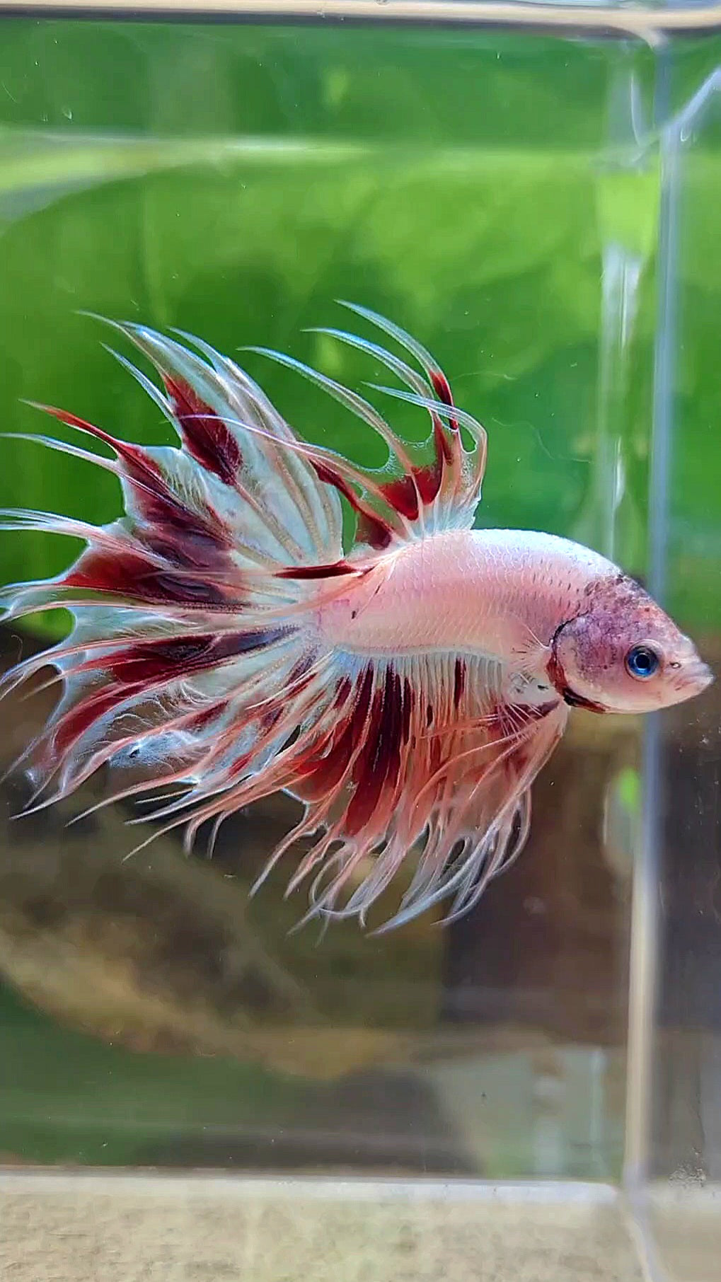 CROWNTAIL ARMAGEDDON BETTA FISH