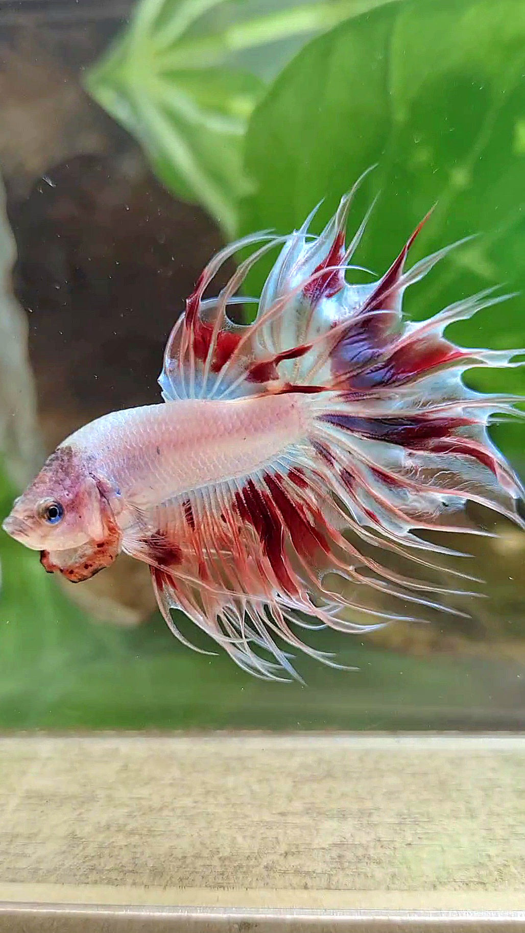 CROWNTAIL ARMAGEDDON BETTA FISH