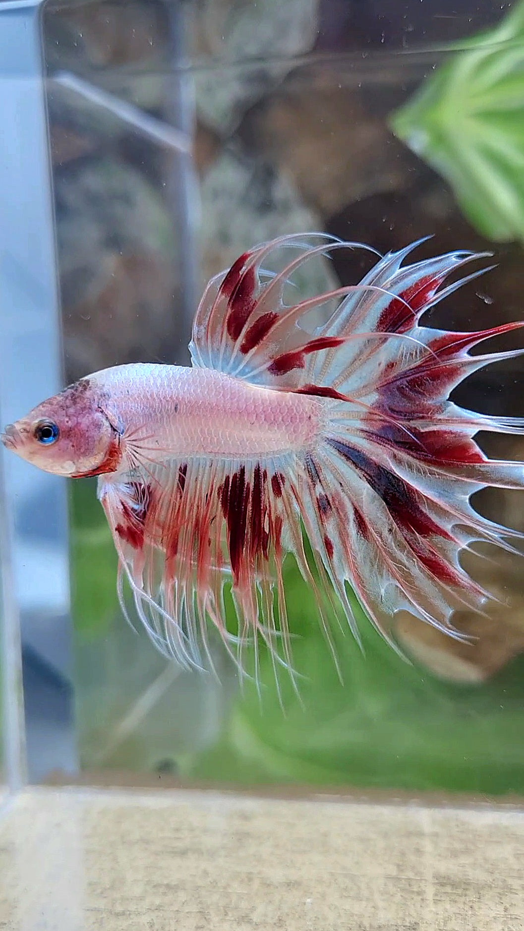 CROWNTAIL ARMAGEDDON BETTA FISH