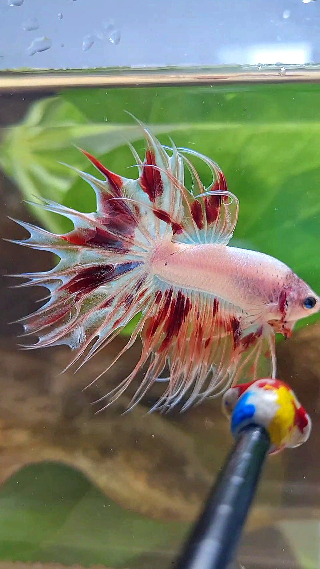 CROWNTAIL ARMAGEDDON BETTA FISH