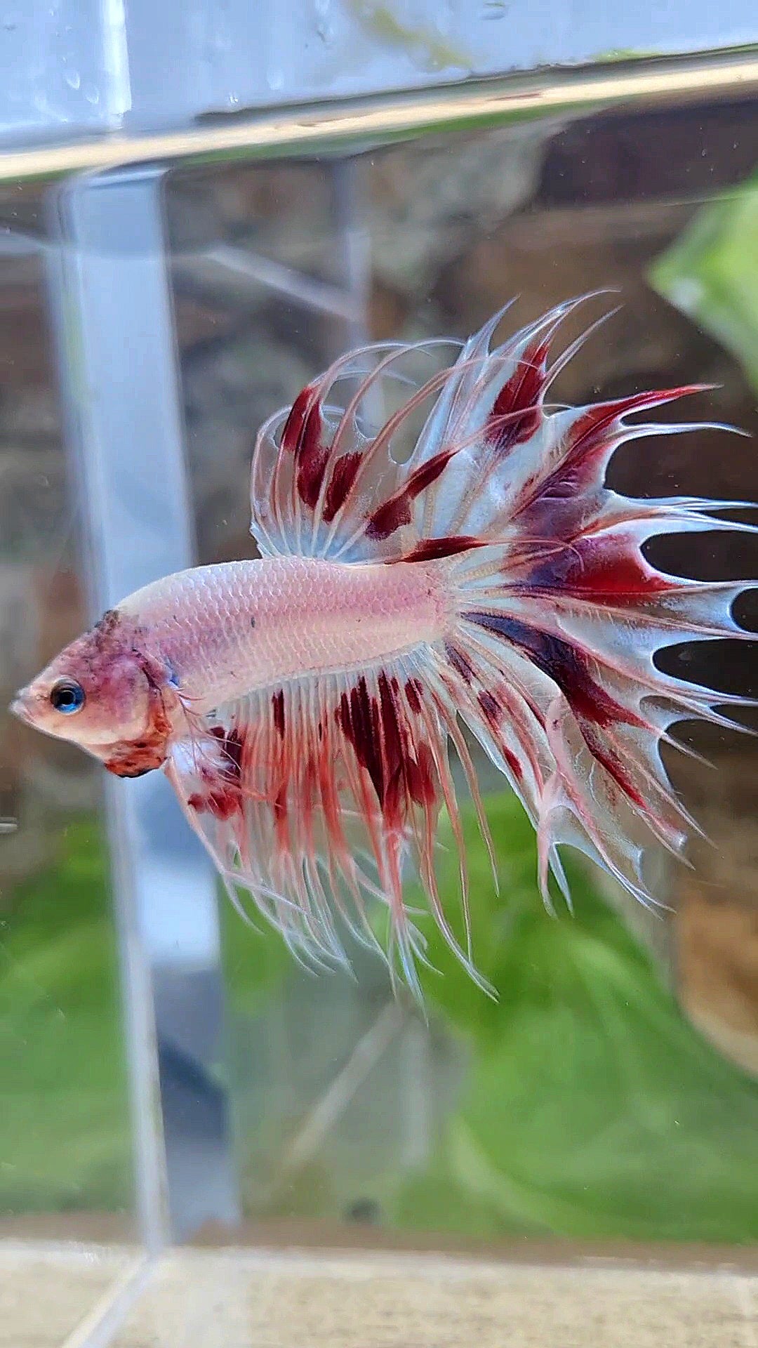 CROWNTAIL ARMAGEDDON BETTA FISH