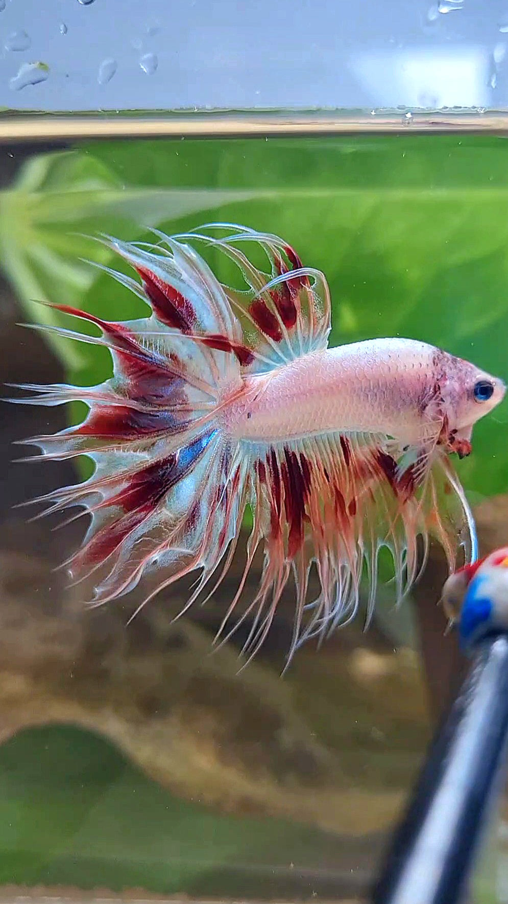 CROWNTAIL ARMAGEDDON BETTA FISH