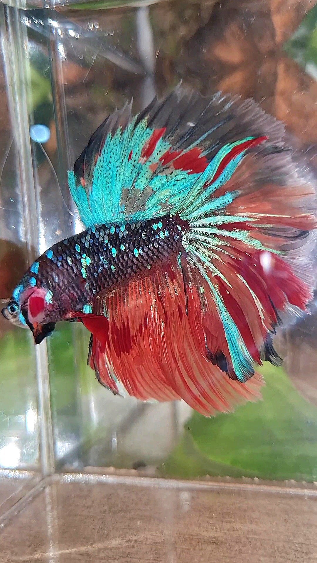 HALFMOON ROSETAIL BLACK GALAXY AVATAR BLUE FIRE VARIATION BETTA FISH