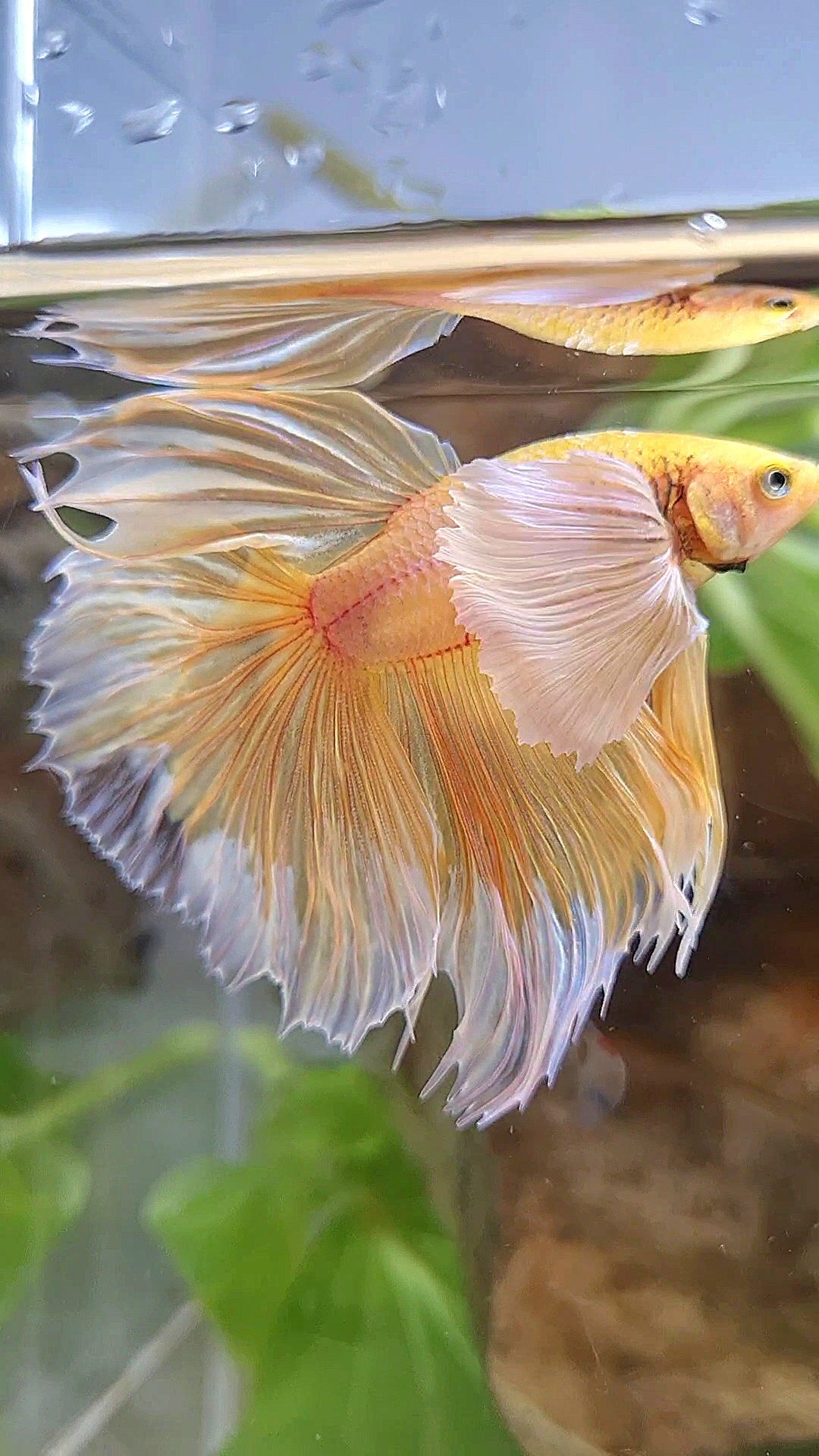 HALFMOON SUPER DUMBO EAR ROSETAIL YELLOW BUTTERFLY BETTA FISH