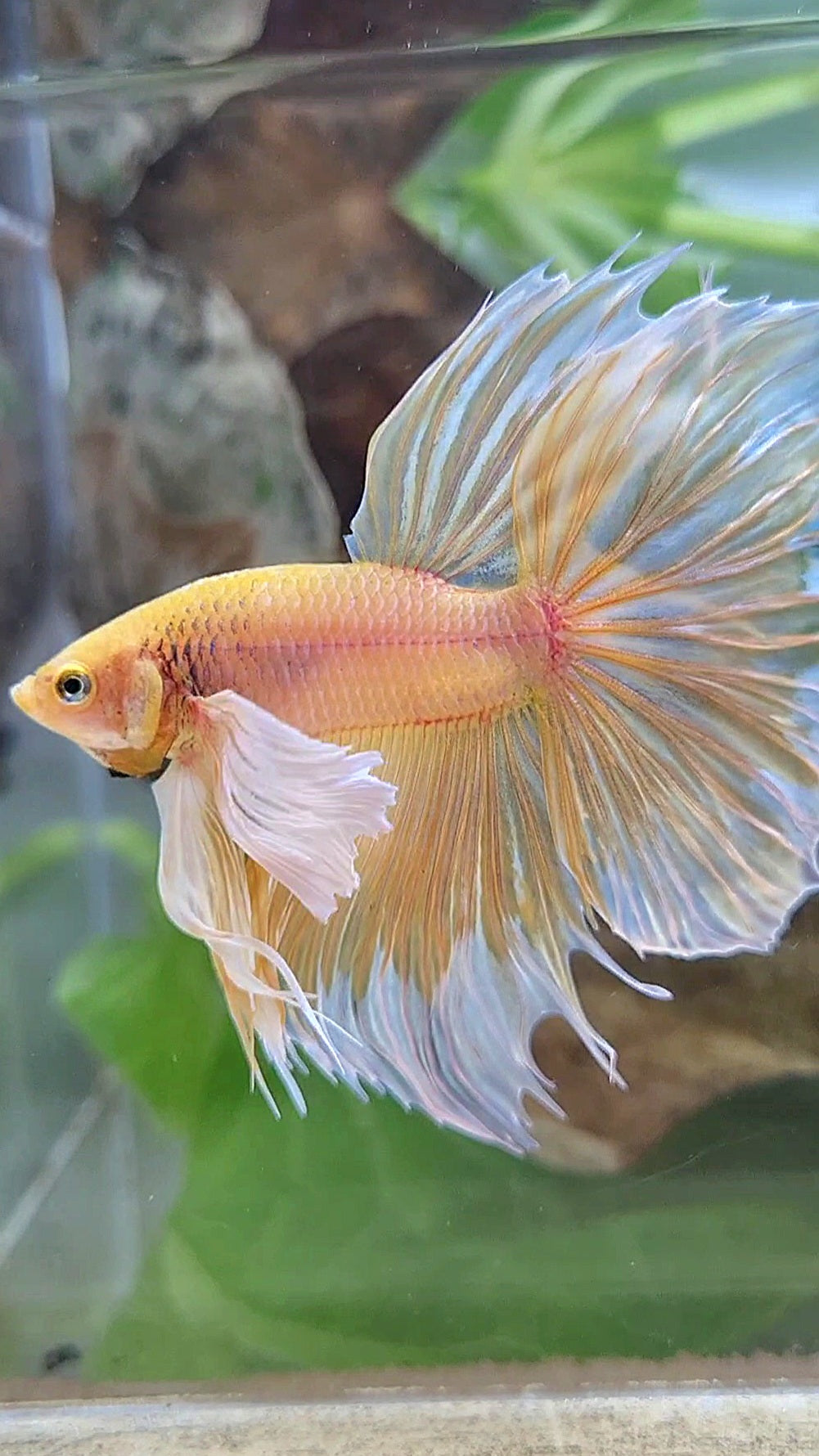 HALFMOON SUPER DUMBO EAR ROSETAIL YELLOW BUTTERFLY BETTA FISH