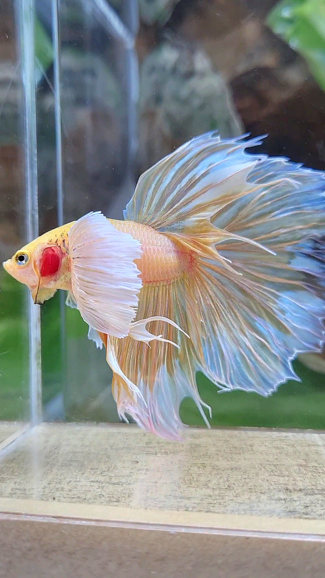 HALFMOON SUPER DUMBO EAR ROSETAIL YELLOW BUTTERFLY BETTA FISH