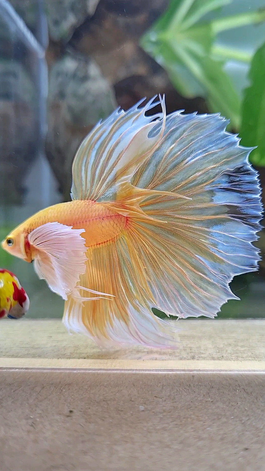 HALFMOON SUPER DUMBO EAR ROSETAIL YELLOW BUTTERFLY BETTA FISH