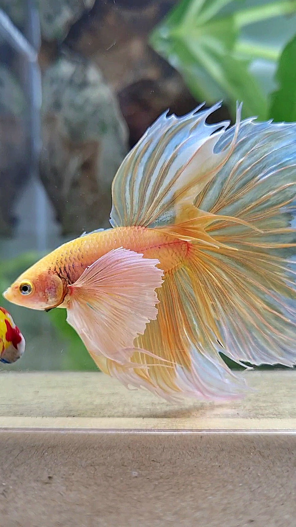 HALFMOON SUPER DUMBO EAR ROSETAIL YELLOW BUTTERFLY BETTA FISH