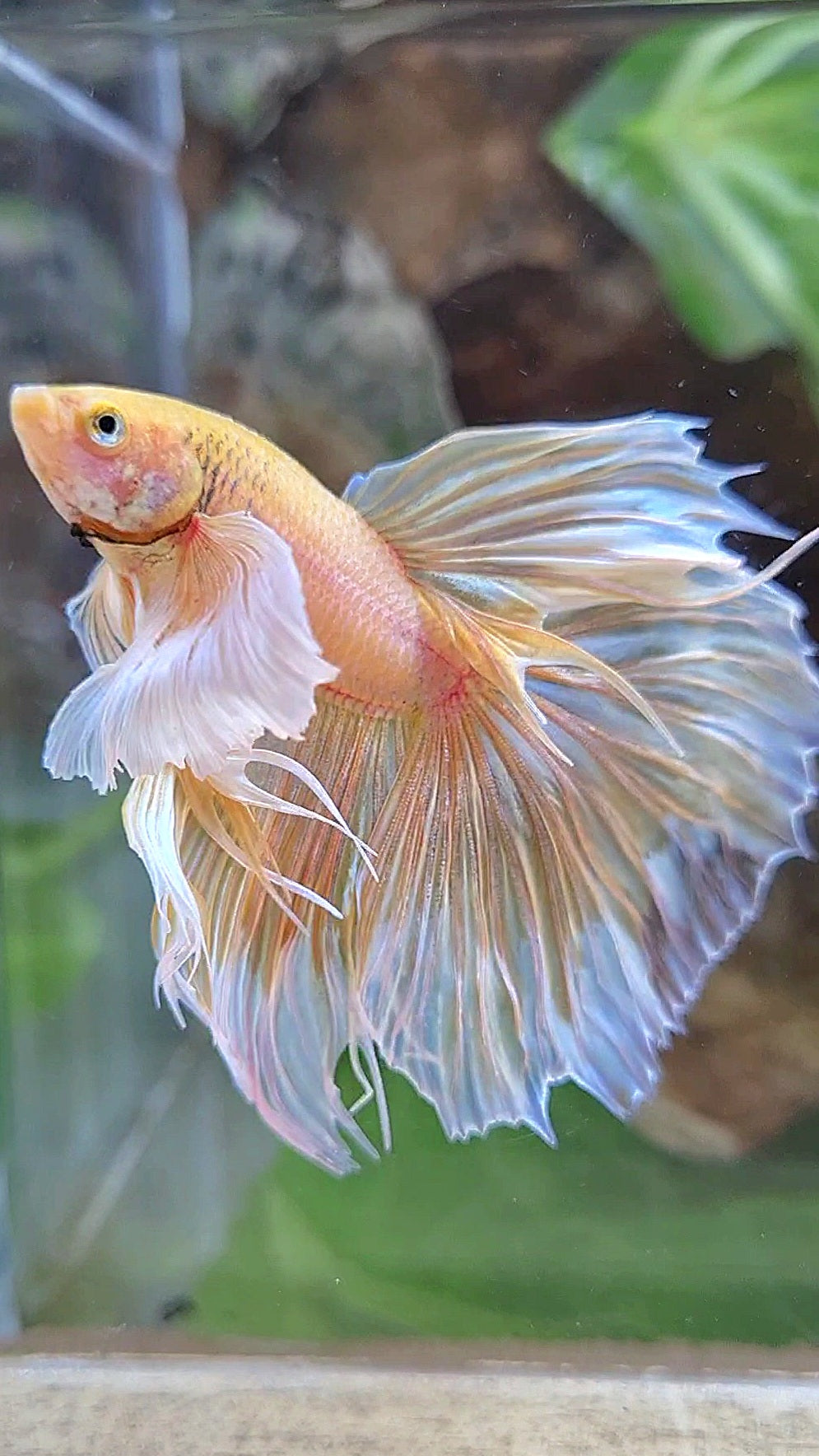 HALFMOON SUPER DUMBO EAR ROSETAIL YELLOW BUTTERFLY BETTA FISH