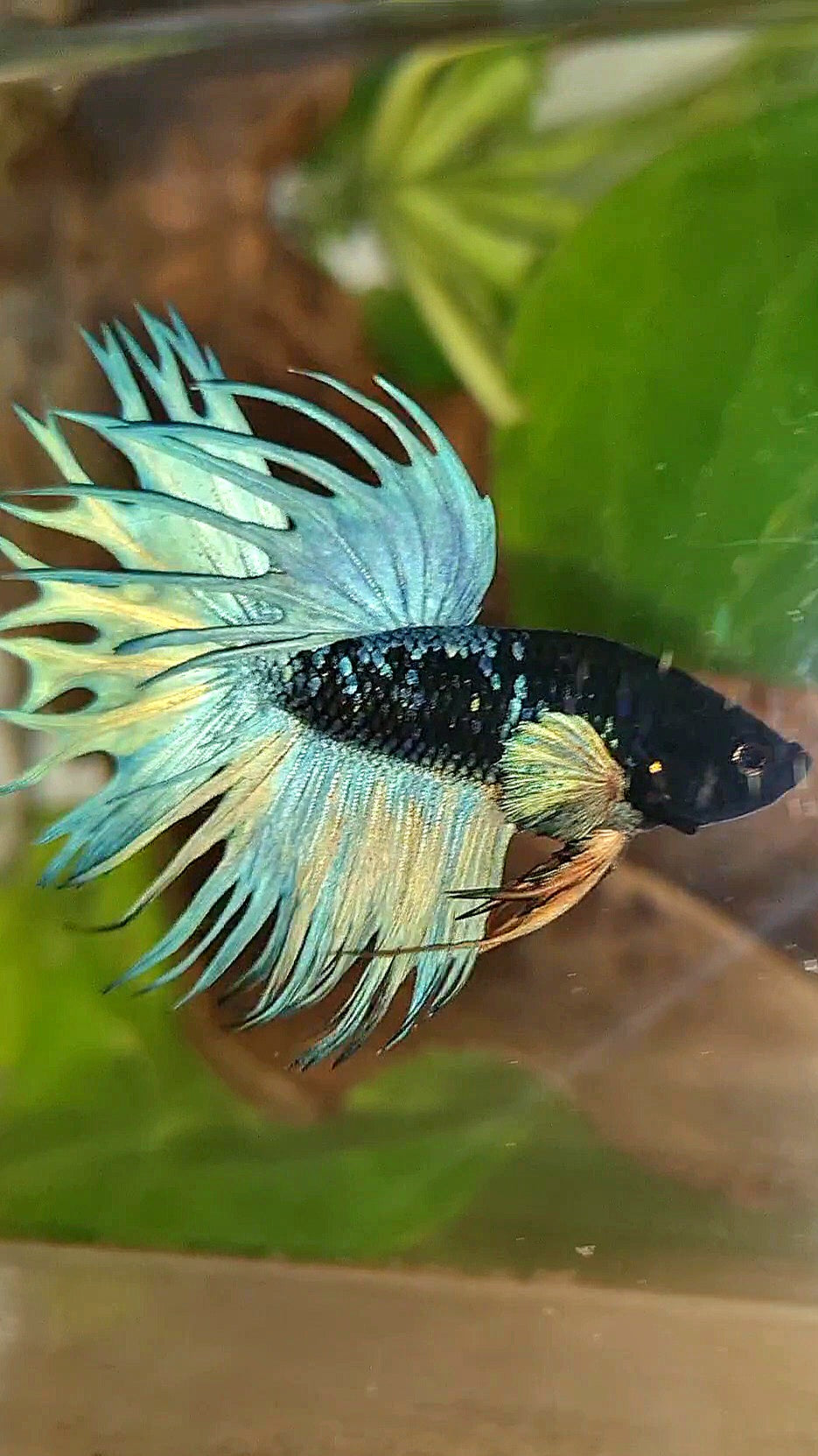 KING CROWNTAIL BLACK GALAXY AVATAR BLUE BETTA FISH