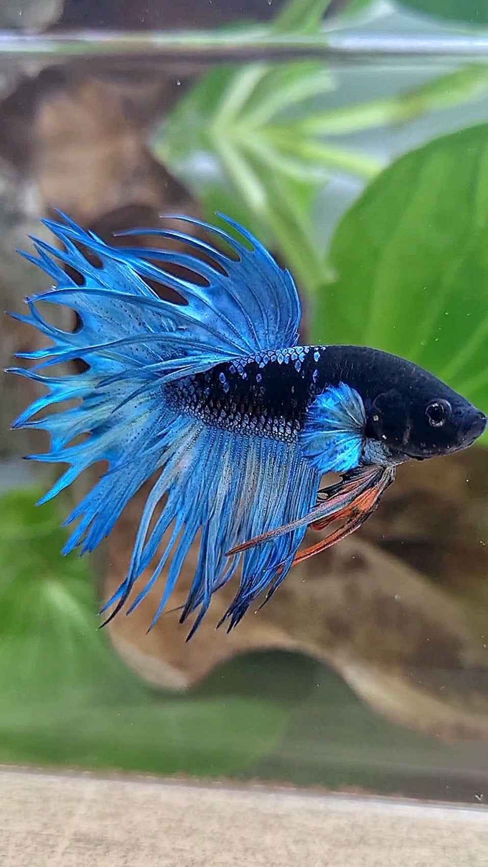 KING CROWNTAIL BLACK GALAXY AVATAR BLUE BETTA FISH