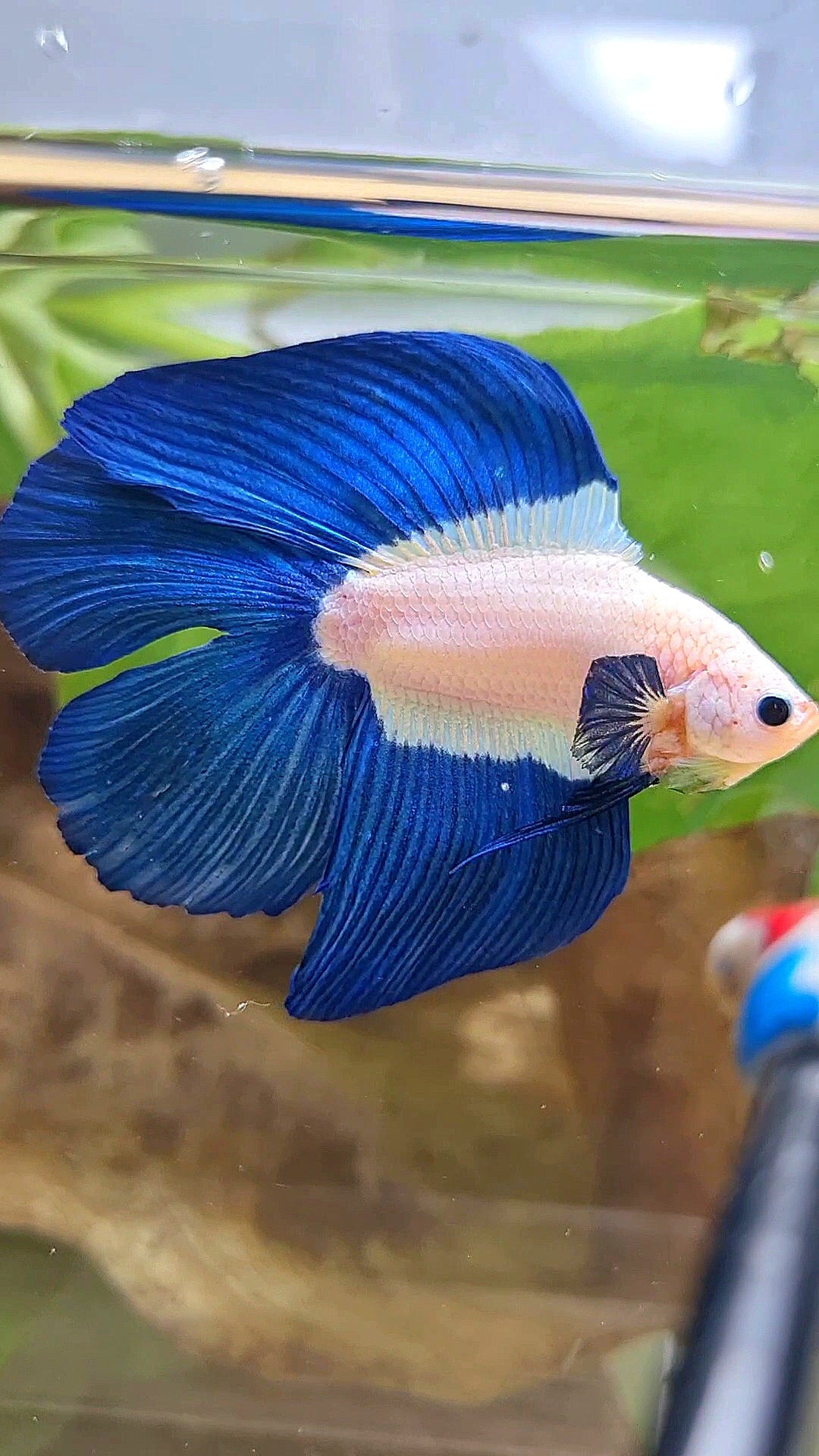 LUXURY HALFMOON DOUBLE TAIL BLUE RIM BICOLOR BETTA FISH