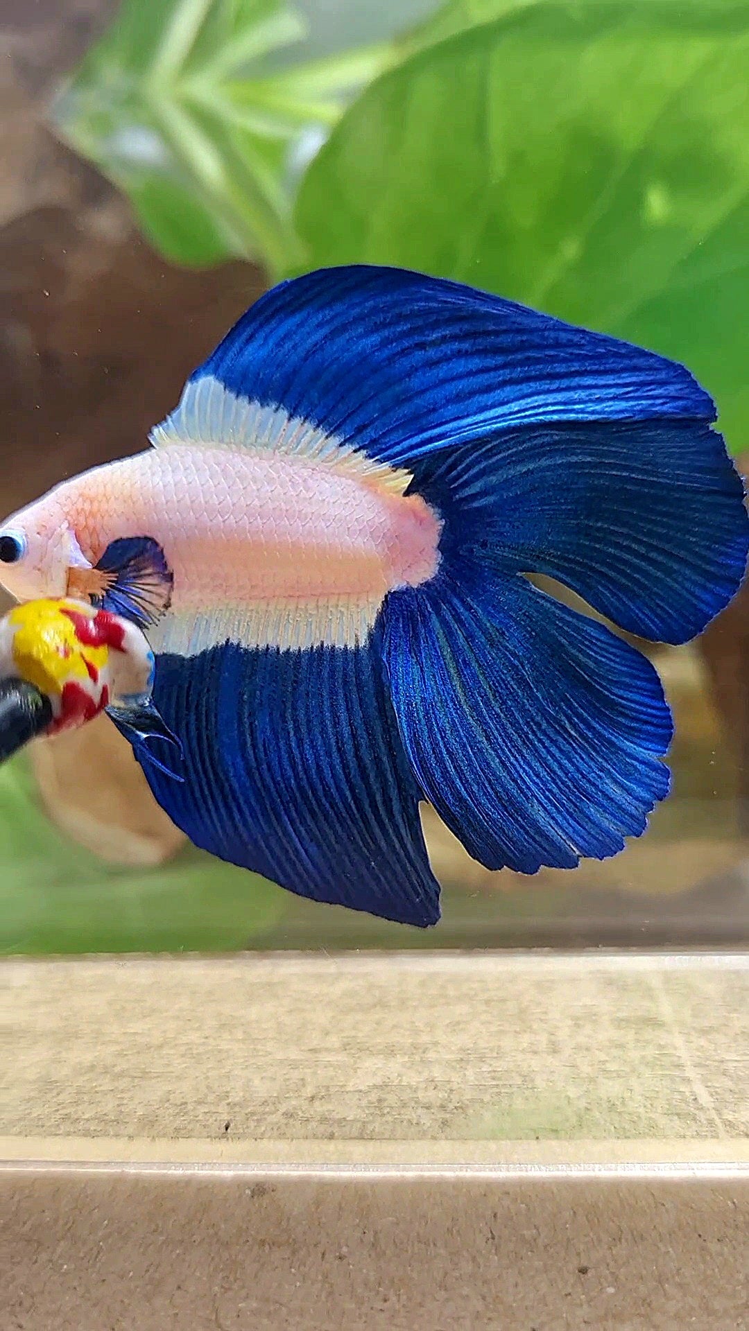 LUXURY HALFMOON DOUBLE TAIL BLUE RIM BICOLOR BETTA FISH
