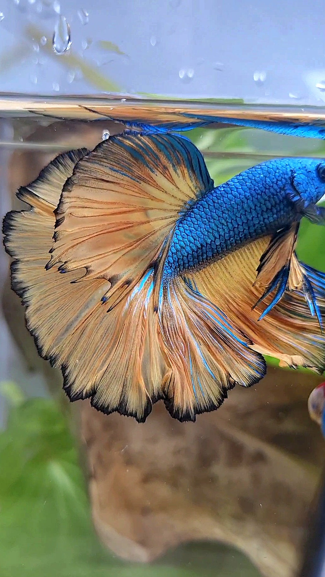 HALFMOON OVER ROSETAIL BLUE DRAGON YELLOW MUSTARD GAS BETTA FISH