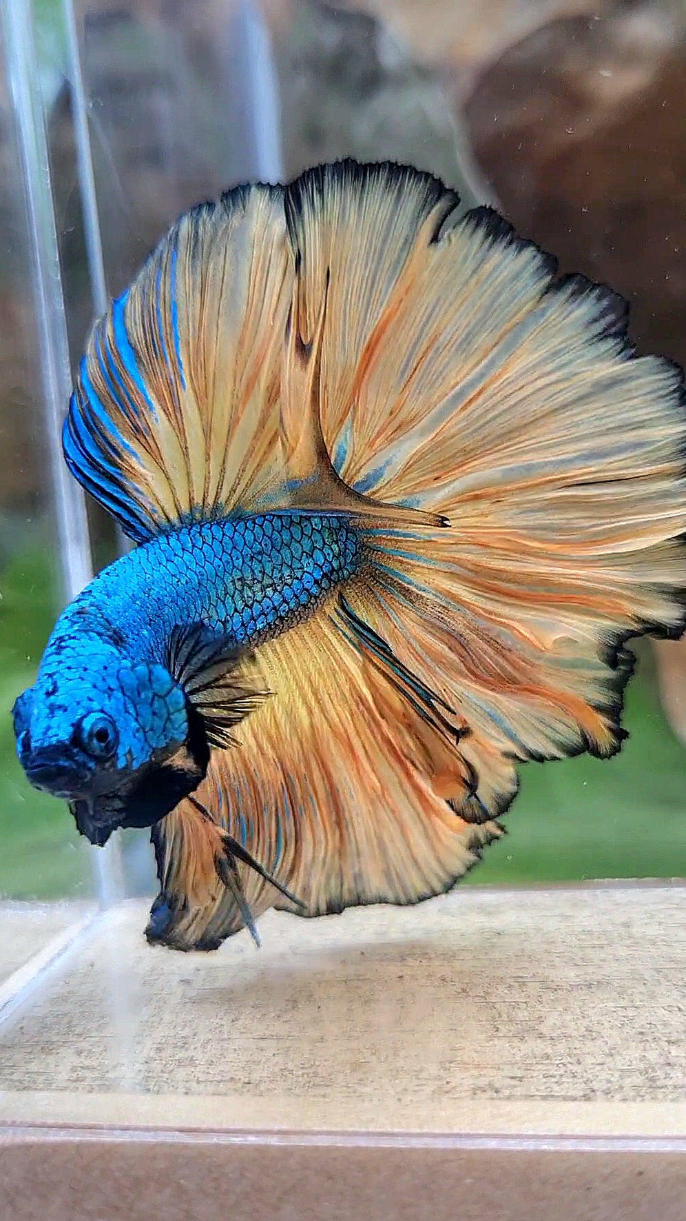 HALFMOON OVER ROSETAIL BLUE DRAGON YELLOW MUSTARD GAS BETTA FISH