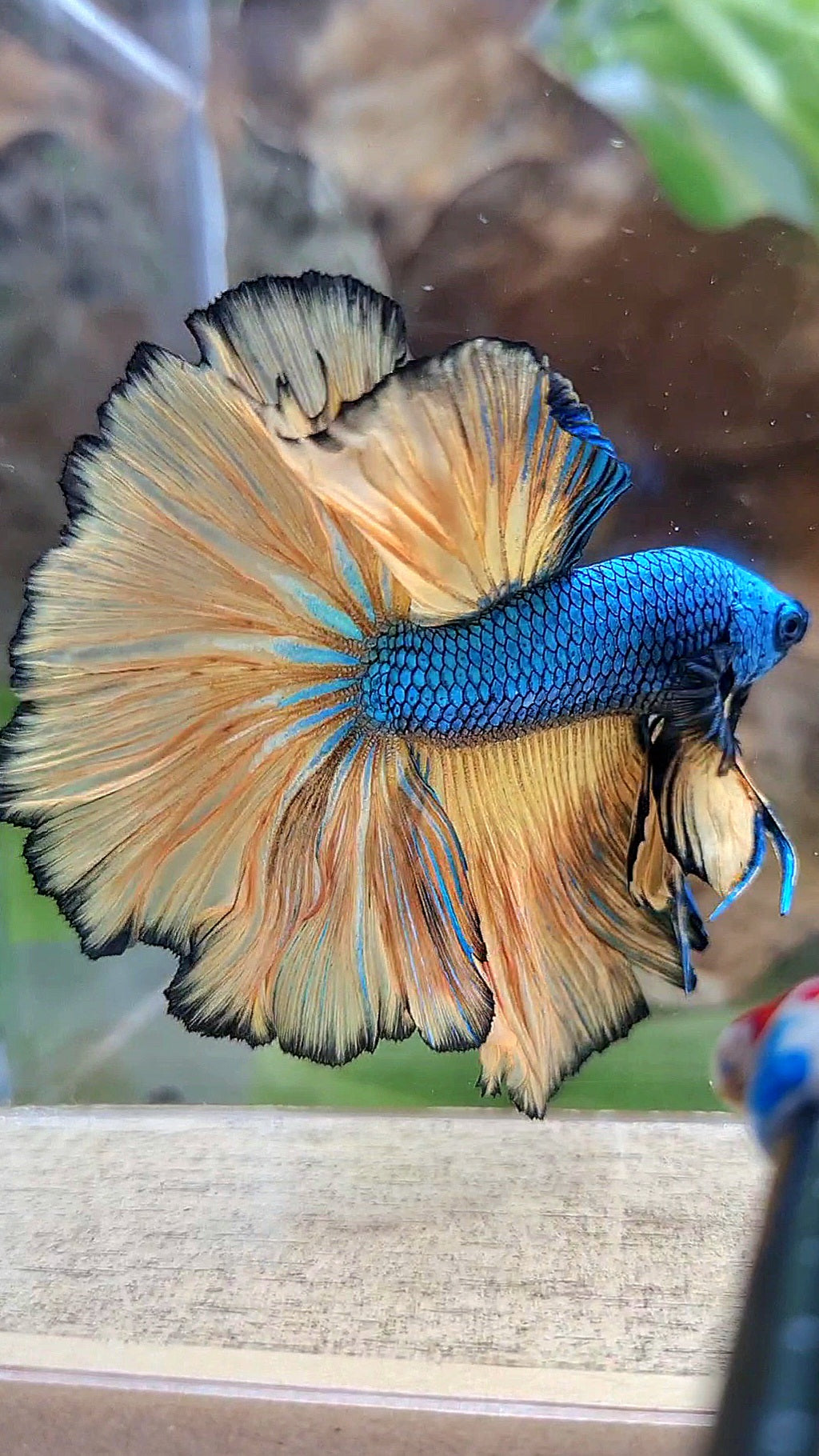 HALFMOON OVER ROSETAIL BLUE DRAGON YELLOW MUSTARD GAS BETTA FISH