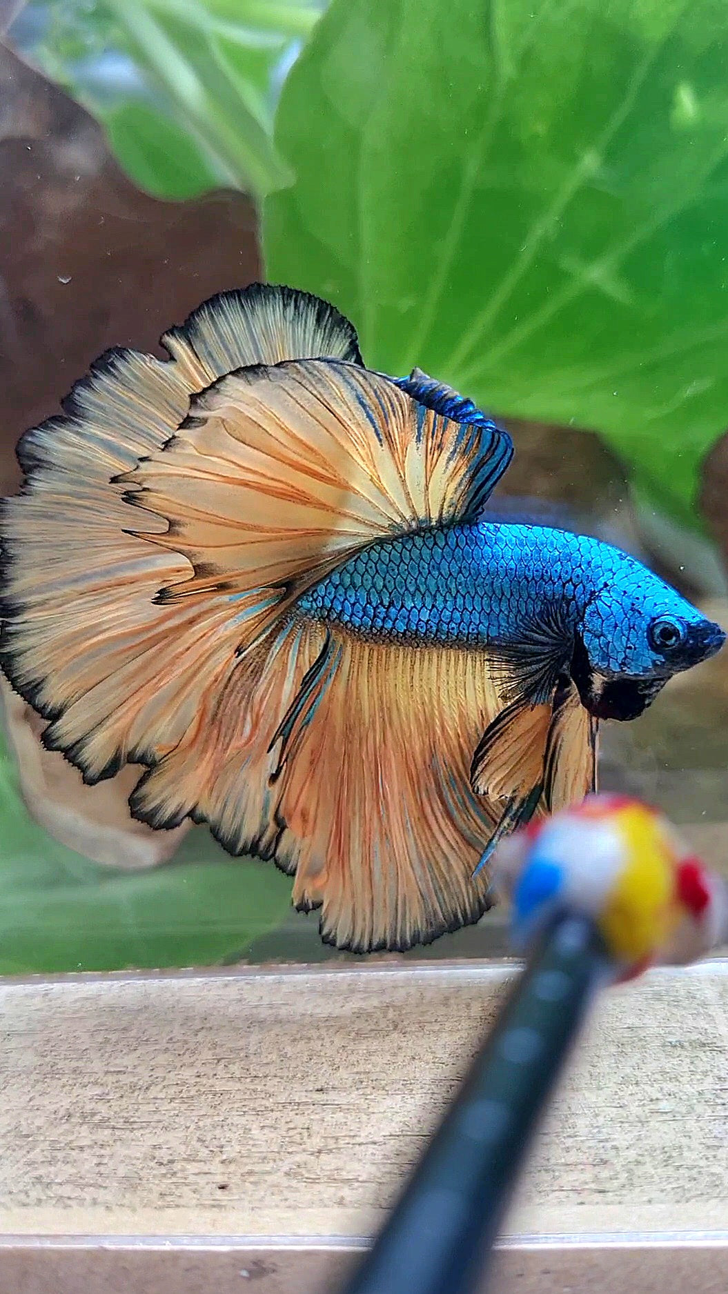 HALFMOON OVER ROSETAIL BLUE DRAGON YELLOW MUSTARD GAS BETTA FISH