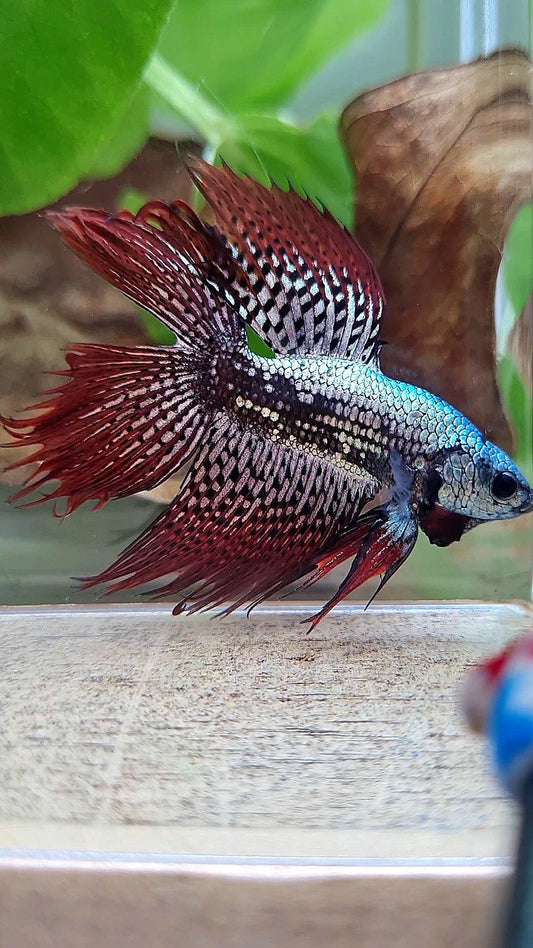 6 FISH LUXURY HALFMOON CROWNTAIL DOUBLE TAIL ALIEN COPPER SAMURAI HYBRID WILD BETTA FISH & 2 HALFMOON ROSETAIL ALIEN BLUE HYBRID WILD BETTA & FEMALE HALFMOON BLUE ALIEN HYBRID WILD BETTA & 2 FEMALE HALFMOON BLACK GALAXY AVATAR BLUE