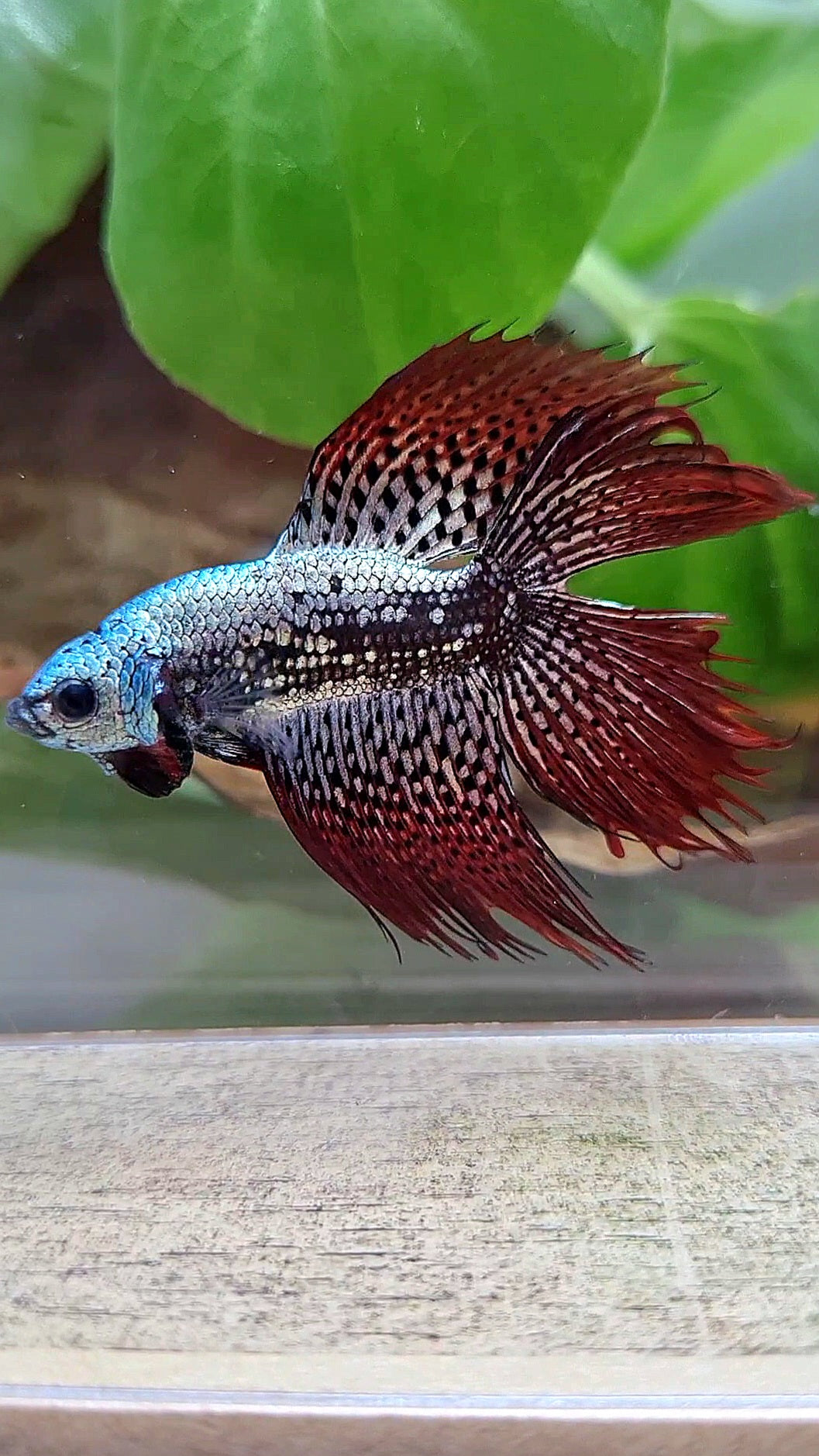 6 FISH LUXURY HALFMOON CROWNTAIL DOUBLE TAIL ALIEN COPPER SAMURAI HYBRID WILD BETTA FISH & 2 HALFMOON ROSETAIL ALIEN BLUE HYBRID WILD BETTA & FEMALE HALFMOON BLUE ALIEN HYBRID WILD BETTA & 2 FEMALE HALFMOON BLACK GALAXY AVATAR BLUE