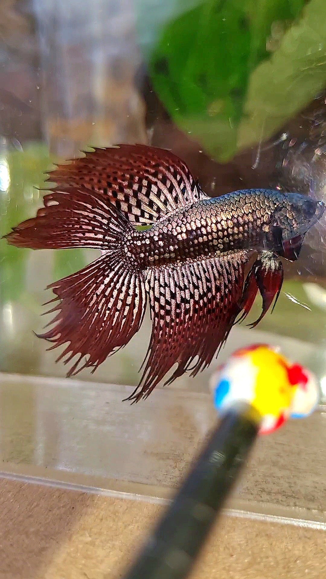 6 FISH LUXURY HALFMOON CROWNTAIL DOUBLE TAIL ALIEN COPPER SAMURAI HYBRID WILD BETTA FISH & 2 HALFMOON ROSETAIL ALIEN BLUE HYBRID WILD BETTA & FEMALE HALFMOON BLUE ALIEN HYBRID WILD BETTA & 2 FEMALE HALFMOON BLACK GALAXY AVATAR BLUE